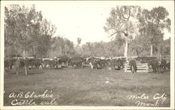 A. B. Clarke's Cattle Sale Miles City, MT Postcard Postcard