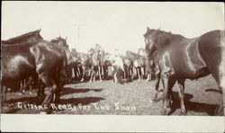 Getting Ready For The Show Rodeos Postcard Postcard