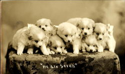 We Are Seven Puppies Dogs Postcard Postcard