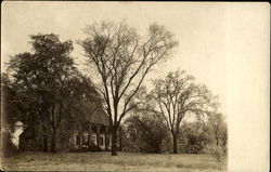 Home in Center of Large Trees Landscapes Postcard Postcard