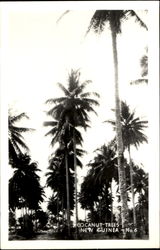 Coconut Trees Postcard