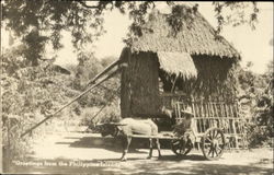 Greetings From The Philippine Islands Postcard