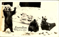 European Bears Putting On A Show Postcard