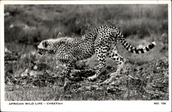 African Wild Life Cheetah Postcard Postcard