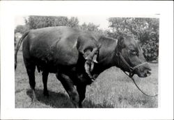 Siamese Deformed Cow Postcard