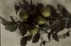 Tinted Lemons Postcard