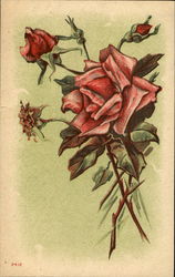 Pink Roses Flowers Postcard Postcard