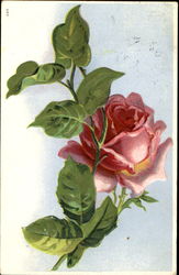 Rose Postcard