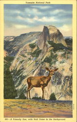 Yosemite National Park Postcard Postcard