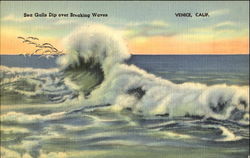 Sea Gulls Dip Over Breaking Waves Postcard