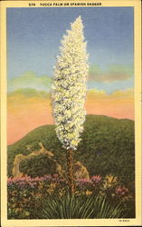 Yucca Palm Or Spanish Dagger Postcard