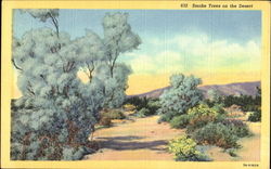 Smoke Trees On The Desert Postcard