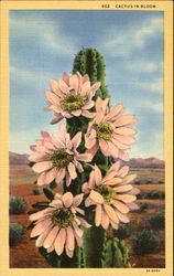 Cactus In Bloom Postcard