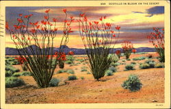 Ocotillo In Bloom On The Desert Cactus & Desert Plants Postcard Postcard