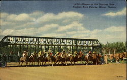 Horses At The Starting Gate, Hialeah Race Course Postcard