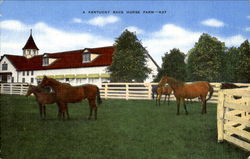 A Kentucky Race Horse Farm Postcard