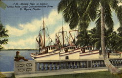 Shrimp Fleet At Anchor Fort Myers, FL Postcard Postcard