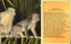 Evolution The Monkeys Viewpoint Postcard