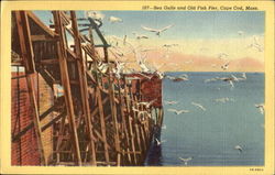 Sea Gulls And Old Fish Pier Postcard