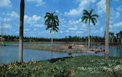 Flamingo Island at South End of Infield Lake, Hialeah Race Course Postcard