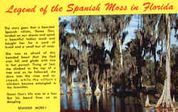 Legend of the Spanish moss in Florida Postcard