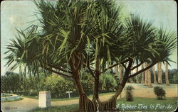 A Rubber Tree In Florida Postcard