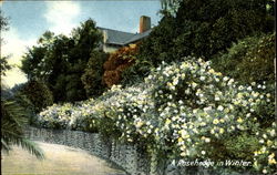 A Rosehedge In Winter Flowers Postcard Postcard