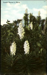 Spanish Bayonet In Bloom Postcard