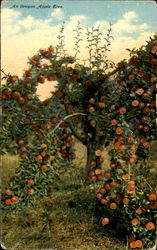 An Oregon Apple Tree Postcard