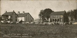 One Of The Many Herds Postcard