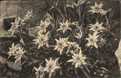 Edelweiss Postcard