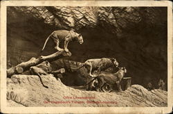 Offne. Lowerlschlucht Carl Hgenbeck's Tierpark, Stehingen Hamburg, Germany Postcard Postcard