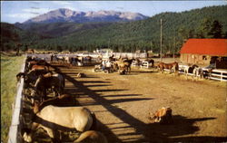 Horse Farm Postcard