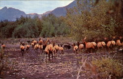 Roosevelt Elk Postcard