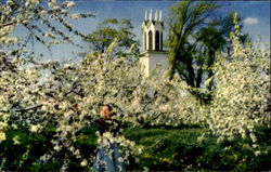 Apple Blossoms Postcard