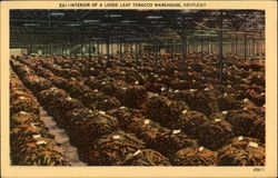 Interior Of A Loose Leaf Tobacco Warehouse Postcard