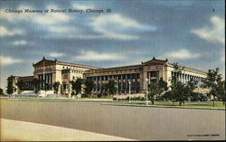 Chicago Museum Of Natural History Illinois Postcard Postcard