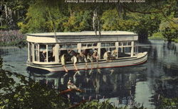 Feeding The Black Bass At Silver Springs, Silver Springs Postcard