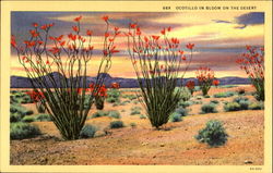 Ocotillo In Bloom On The Desert Postcard