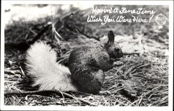 Squirrel Postcard