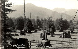 Regrowth Of The Redwoods Postcard