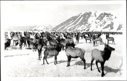 Elk Herd Postcard