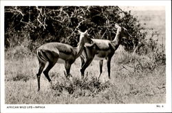 African Wild Life-Impala Postcard