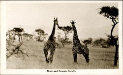 Male And Female Giraffe Postcard Postcard