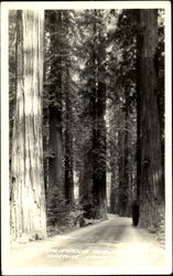 California Redwood, Yosemite Valley Postcard