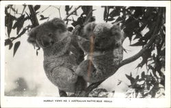 Australian Native Bear (Koala) Postcard