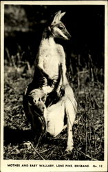 Mother And Baby Wallaby, Lone Pine Postcard Postcard