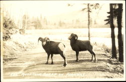 Mountain Sheep On Highway Postcard