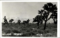 Mojave Desert Cactus & Desert Plants Postcard Postcard