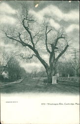 Washington Elm Postcard